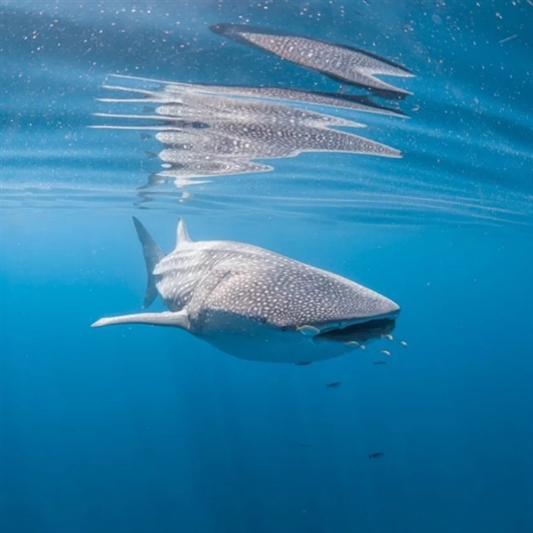 摄影师用强迫透视法拍摄海底鲸鲨 画面震撼