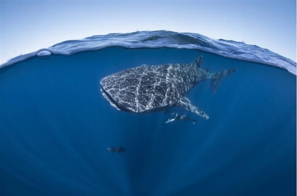 摄影师用强迫透视法拍摄海底鲸鲨 画面震撼