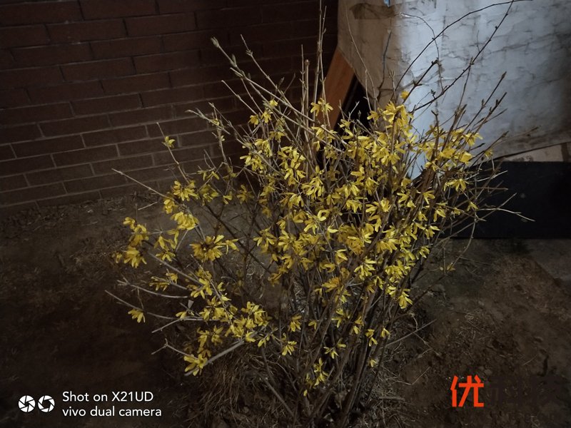 AI双摄加持·全面升级 vivo X21屏幕指纹版全面体验
