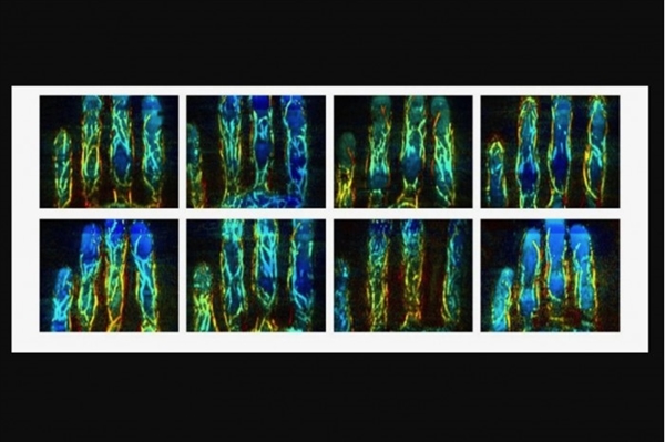 智能手机将迎来最强生物验证系统：直接扫描手指血管、不可欺骗